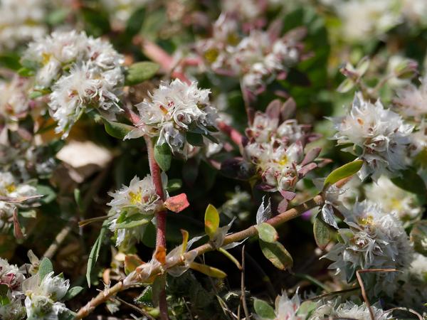 <h3><a href="/trips/ebro/biota/plantae/tracheophyta/magnoliopsida/caryophyllales/caryophyllaceae/paronychia argentea/paronychia argentea-nl.html">Paronychia&nbsp;argentea</a> / Silver&nbsp;nailroot / </h3>OM-1 Mark II met OLYMPUS M.300mm F4.0, 1/2000 sec  bij F4.0, ISO 250, afstand 2.31&nbsp;m